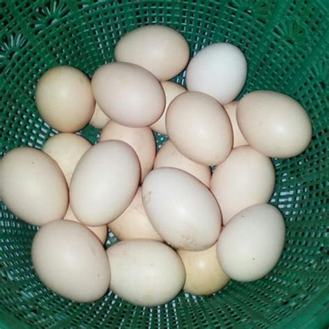 telur ayam kampung muda
