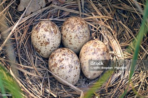 Gambar ilustrasi telur burung