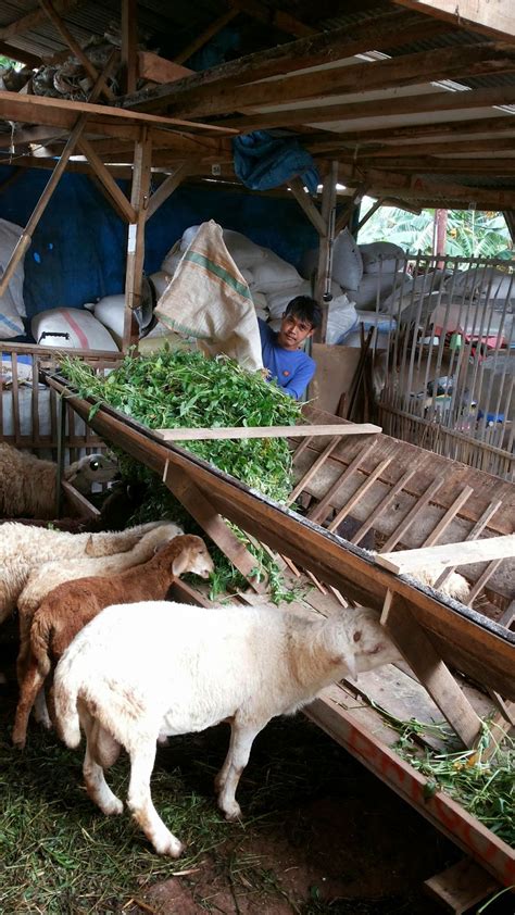 Tempat makan kambing kandang ternak padat
