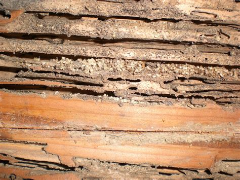 termite damage image