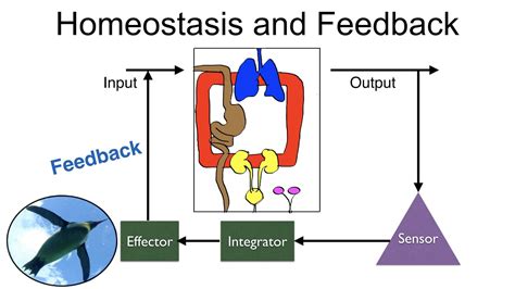 the example of negative feedback mechanism in homeostasis is
