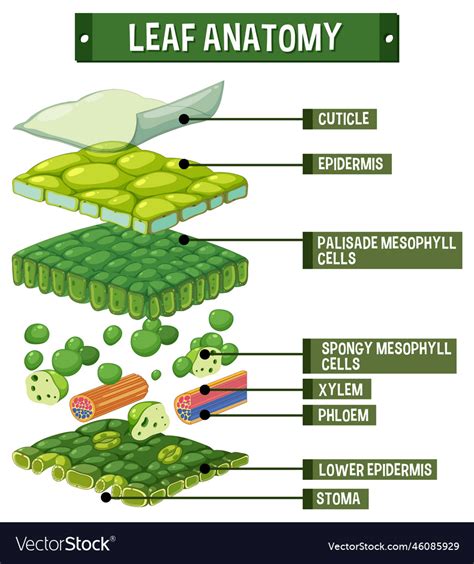 the internal structure of the leaf diagram