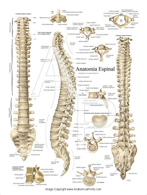thoracic spine in spanish translation