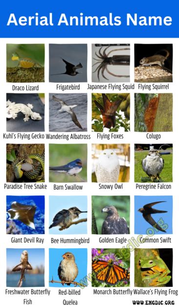 three examples of aerial animals