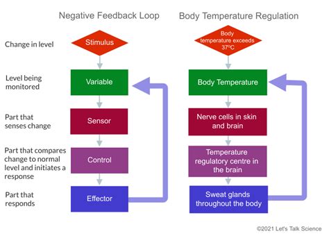 three examples of negative feedback loop pathways that the body uses to maintain homeostasis