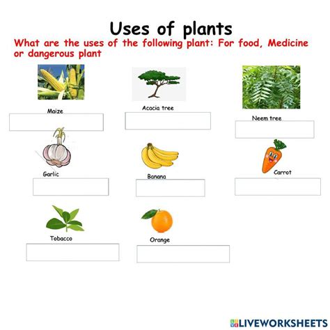 three uses of plants for class 4