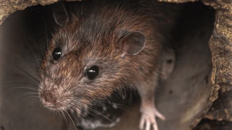 Tikus got