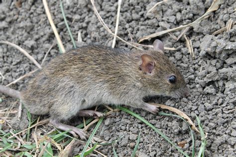 tikus sawah