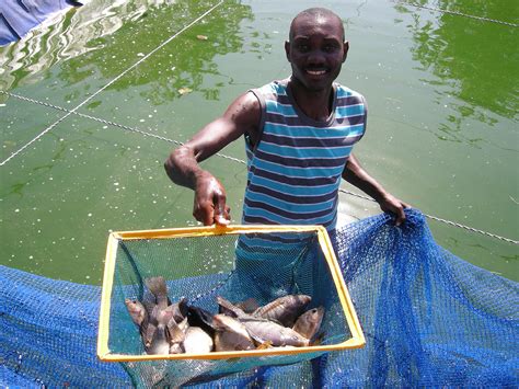 Challenges Facing the Tilapia Fish Farming Industry