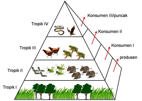 tingkat trofik