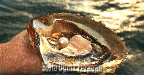 tiram mutiara dan mutiara