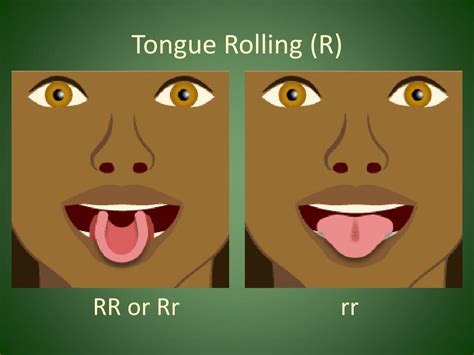 Tongue rolling genetics