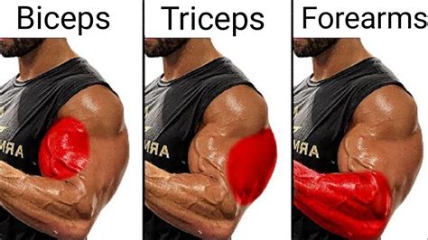 top 10 bicep exercises