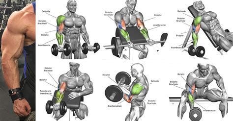 top 3 best biceps exercises