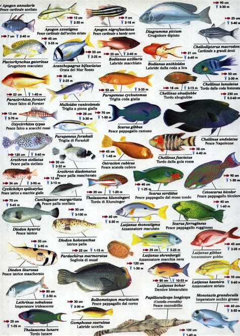 Top Fish Species
