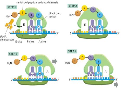 translasi RNA