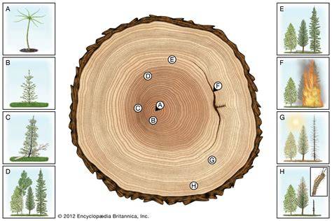 tree annual rings