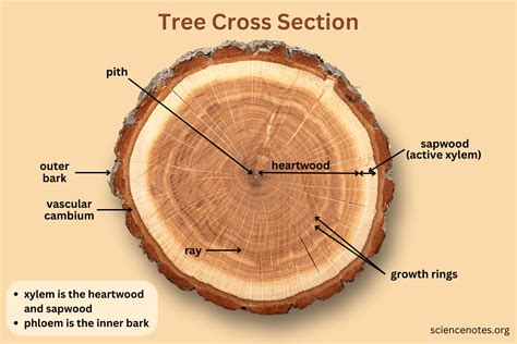tree rings cross section