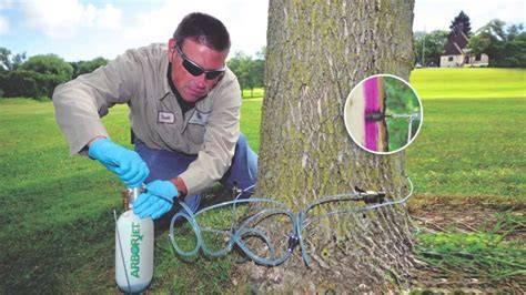 tree trunk injection