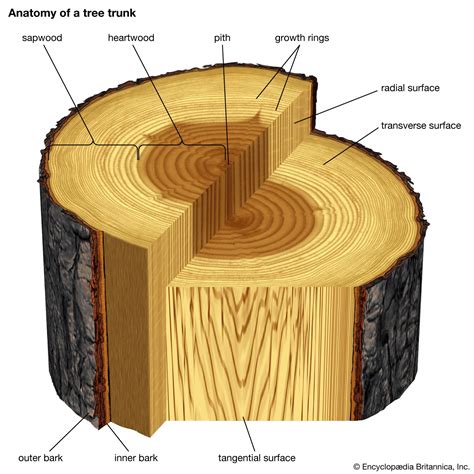 tree trunk structure