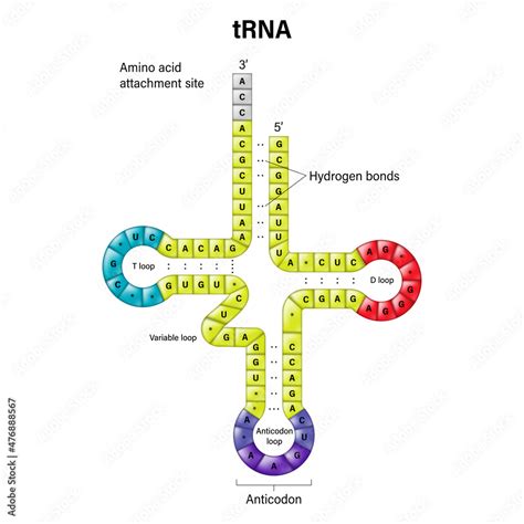 trna struktur