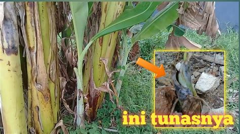 tunas pisang