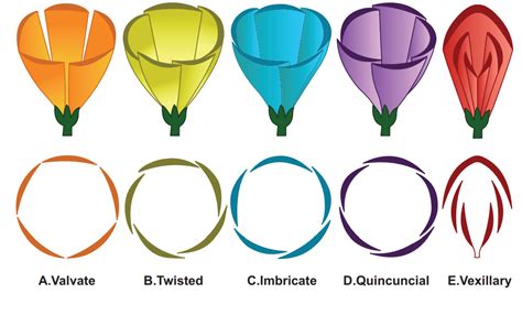 twisted aestivation examples