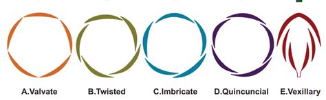 twisted aestivation examples ncert