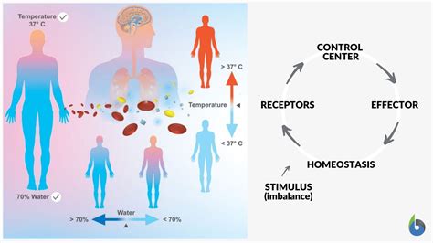 two examples of negative feedback loops in the human body