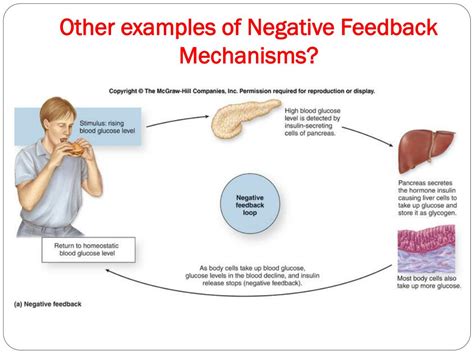 two examples of negative feedback mechanism
