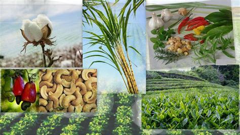 two examples of plantation crops