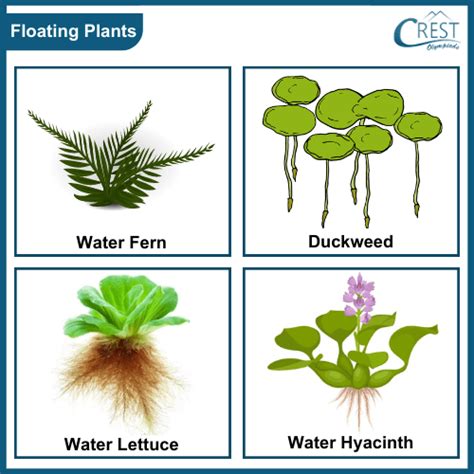 two examples of water plants