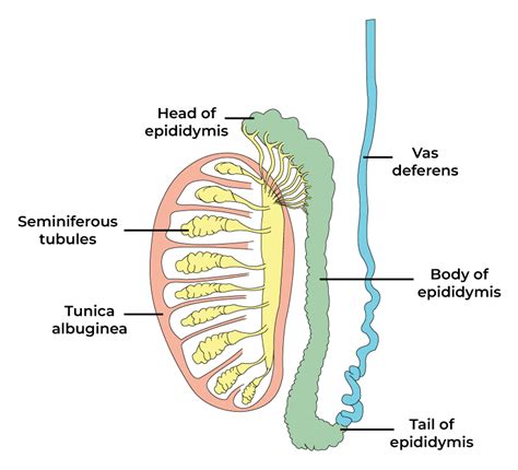 two functions of testis class 12
