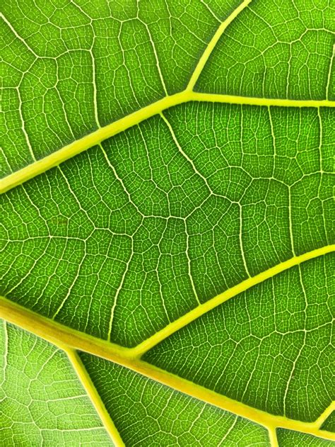 type of patterns in nature