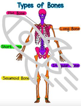 types of bones color coded