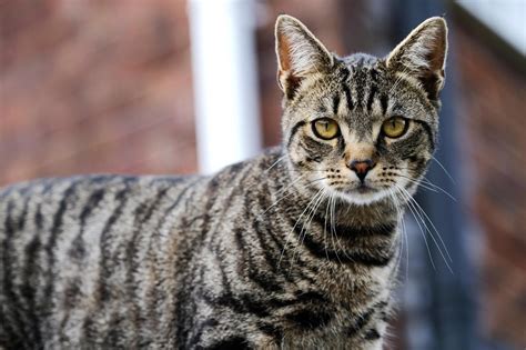 types of cats with stripes and spots
