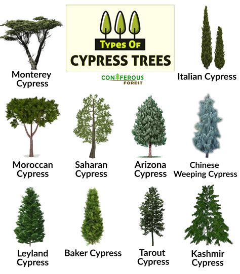 types of false cypress trees