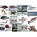Types of Fish to Eat Everyday