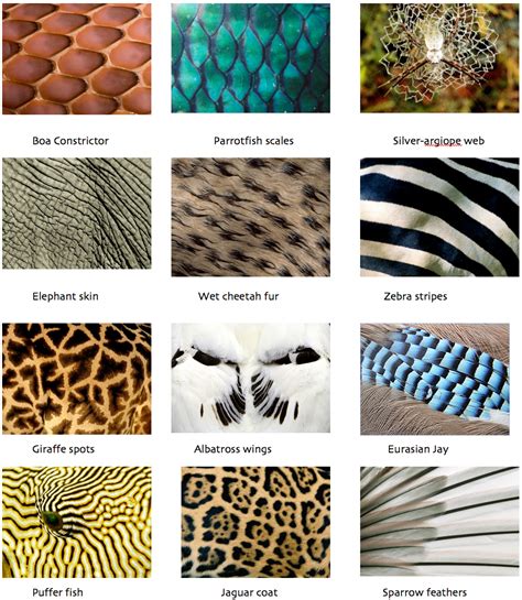 types of patterns in nature