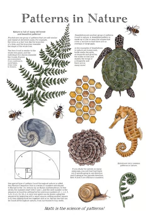 types of patterns in nature math