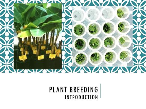 types of plant introduction in plant breeding