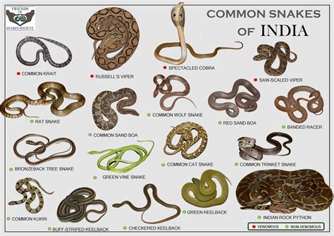 types of python snakes in india