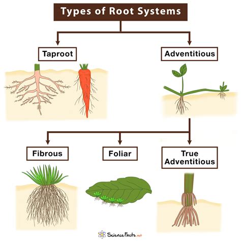 types of roots with examples pdf