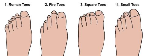 Types Of Toes Chart