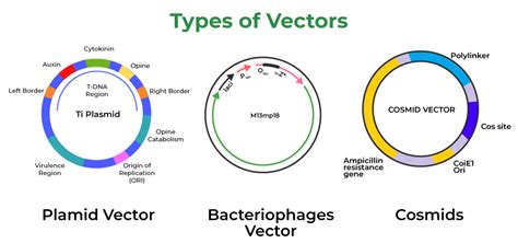 types of vectors in biotechnology pdf notes