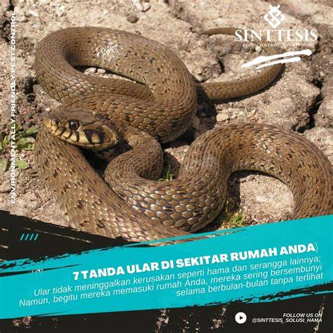 Ilustrasi rumah aman dari ular