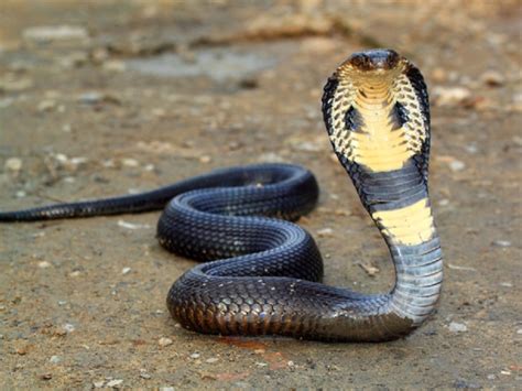 manfaat darah ular kobra untuk kehalusan kulit