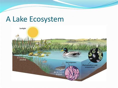 Understand the Lake's Ecosystem