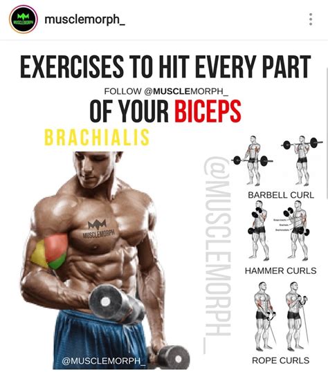 upper bicep exercises reddit