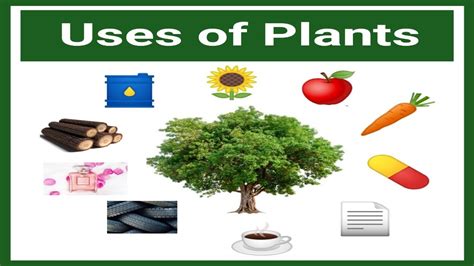 uses of plants for class 2 chart